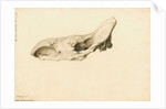 Fossil rhinoceros skull by William Clift