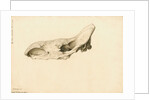 Fossil rhinoceros skull by William Clift