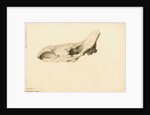 Fossil rhinoceros skull by William Clift