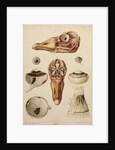 Goose head and eye by Franz Andreas Bauer