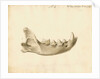 Hyaena jaw by Thomas Webster