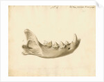 Hyaena jaw by Thomas Webster