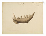 Hyaena jaw by Mary Morland