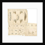 Fossil teeth of hyaena, bear, tiger, fox, wolf and weasel by Thomas Webster