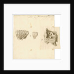 Fossil teeth of elephant and rhinoceros by Thomas Webster