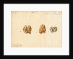Fossil teeth of hippopotamus by Thomas Webster