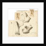 Fossil deer teeth and antlers by Frances Duncombe