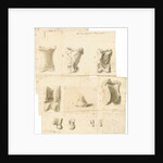 Fossil bones of horse, ox, hyaena, fox, water-rat, and rabbit with hyaena coprolite by Thomas Webster