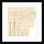 Fossil teeth and bones of water-rat, mouse, rabbit, raven, lark, pigeon and duck by Thomas Webster