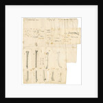 Fossil teeth and bones of water-rat, mouse, rabbit, raven, lark, pigeon and duck by Thomas Webster