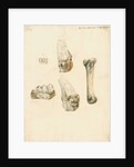 Fossil teeth and bones of boar by H O'Neil