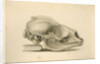 Orkney seal skull by William Clift