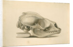 Orkney seal skull by William Clift