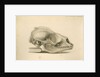 Orkney seal skull by William Clift