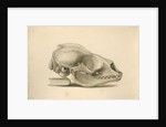 Orkney seal skull by William Clift