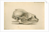 Orkney seal skull by William Clift