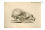 Orkney seal skull by William Clift