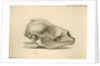 Orkney seal skull by William Clift
