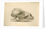 Orkney seal skull by William Clift
