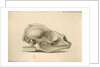 Orkney seal skull by William Clift