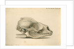 Orkney seal skull by William Clift
