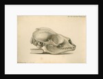 Orkney seal skull by William Clift