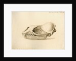 New Georgia seal skull by William Clift