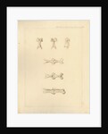 Vertebrae of the spines of birds by Anonymous