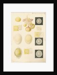 Ovum of a hen and egg yolks by Franz Andreas Bauer