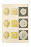 Embryo development in a hen's egg by Franz Andreas Bauer