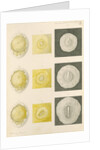 Embryo development in a hen's egg by Franz Andreas Bauer