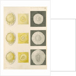 Embryo development in a hen's egg by Franz Andreas Bauer