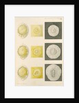 Embryo development in a hen's egg by Franz Andreas Bauer