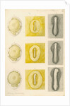 Embryo development in a hen's egg by Franz Andreas Bauer