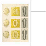 Embryo development in a hen's egg by Franz Andreas Bauer