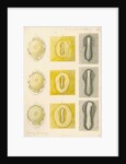 Embryo development in a hen's egg by Franz Andreas Bauer