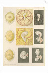 Embryo development in a hen's egg by Franz Andreas Bauer
