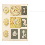 Embryo development in a hen's egg by Franz Andreas Bauer