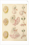 Embryo development in a hen's egg by Franz Andreas Bauer