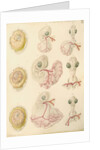 Embryo development in a hen's egg by Franz Andreas Bauer