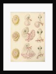Embryo development in a hen's egg by Franz Andreas Bauer