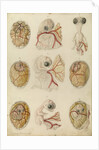 Embryo development in a hen's egg by Franz Andreas Bauer