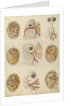 Embryo development in a hen's egg by Franz Andreas Bauer