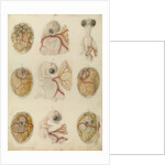 Embryo development in a hen's egg by Franz Andreas Bauer