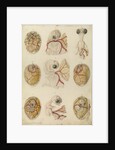 Embryo development in a hen's egg by Franz Andreas Bauer