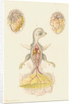 Hen's egg and dissected embryo by Franz Andreas Bauer