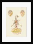 Hen's egg and dissected embryo by Franz Andreas Bauer