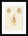 Hen's egg and dissected embryo by Franz Andreas Bauer