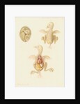 Chicken embryo by Franz Andreas Bauer