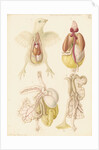 Dissected chick by Franz Andreas Bauer